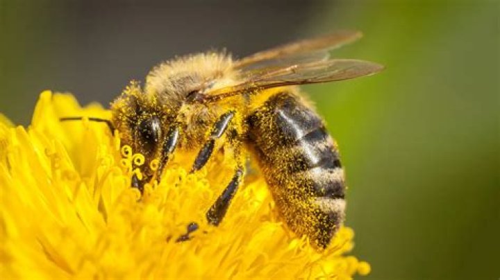 Is buying bee pollen bad for bees