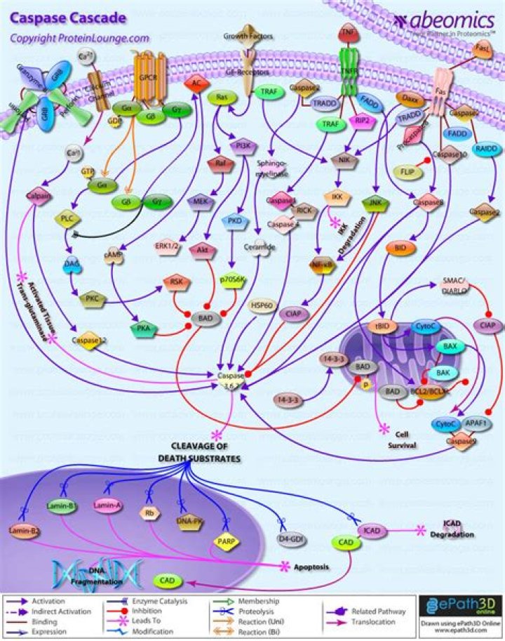 Is caspase 1 an initiator caspase