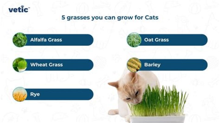 Is cat grass the same as oats