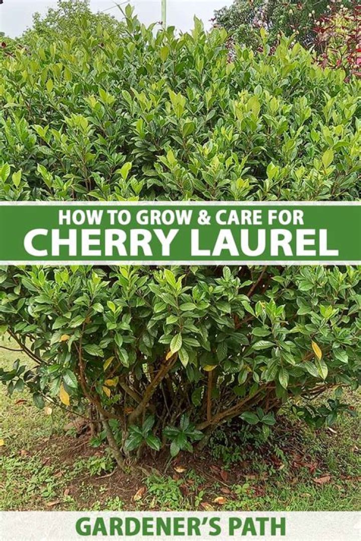 Is cherry laurel native to the UK