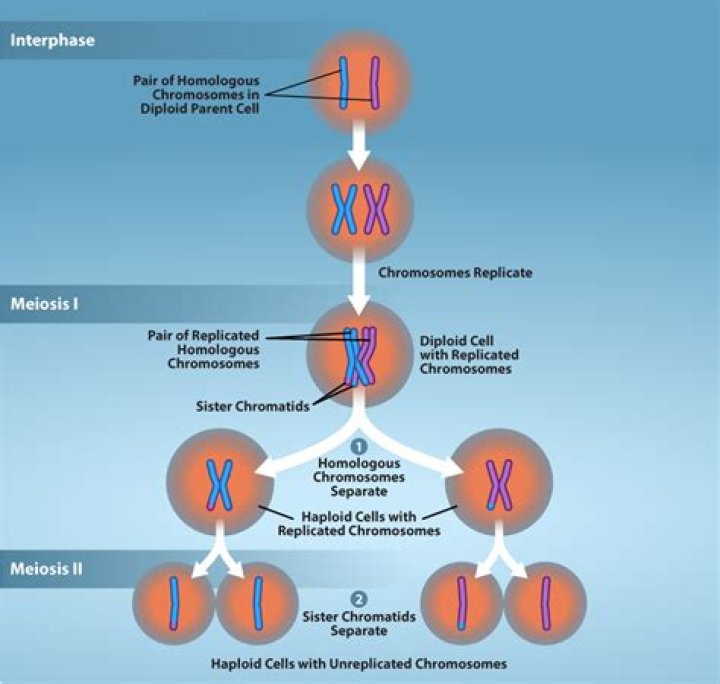 Is chromosome a reproductive cell
