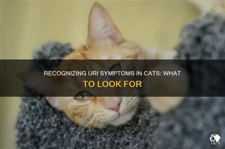 Is chronic URI in cats contagious