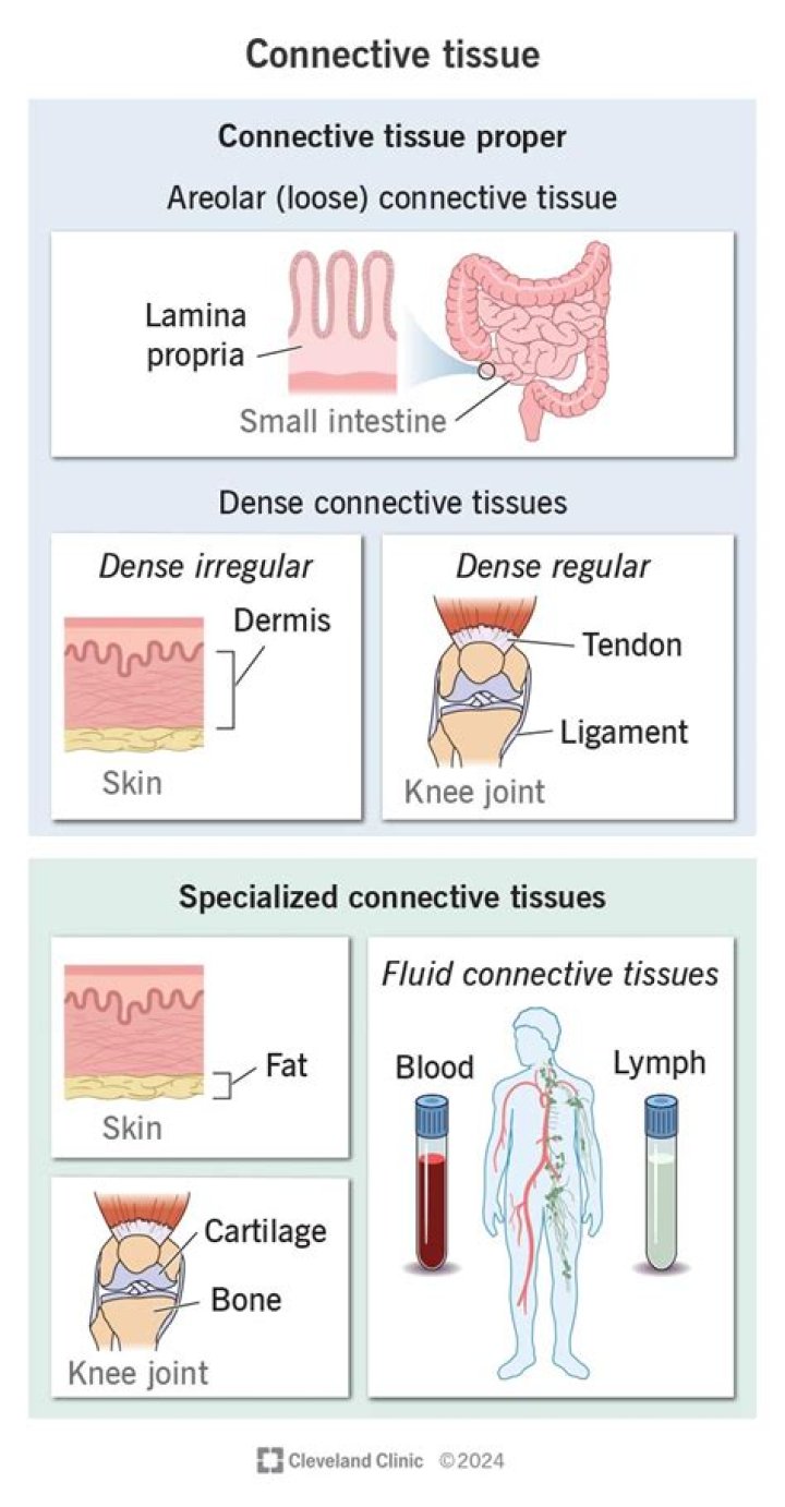 Is connective a muscle tissue