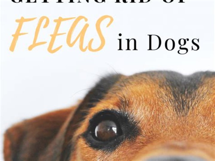 Is dog flea harmful to humans