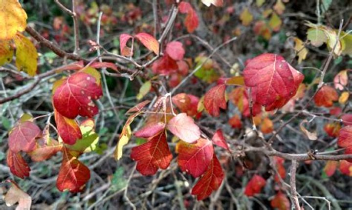 Is Flameleaf sumac poisonous