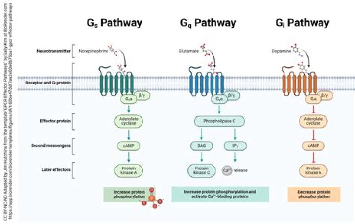 Is G protein a regulatory protein