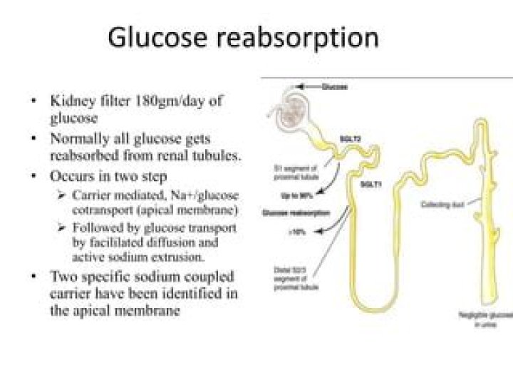 Is glucose selectively reabsorbed