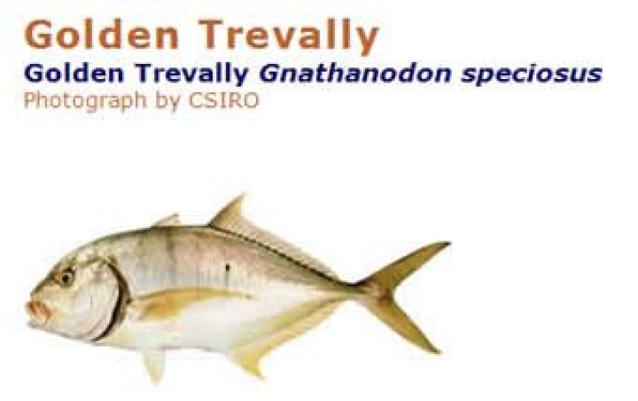 Is Golden Trevally good to eat