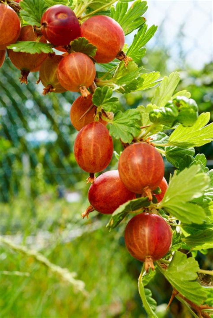 Is Gooseberry available in USA