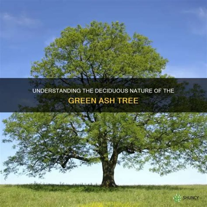 Is green ash a deciduous tree