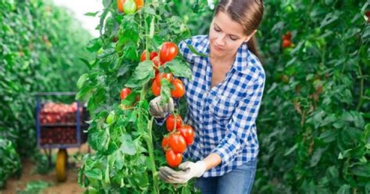 Is Green House farming profitable
