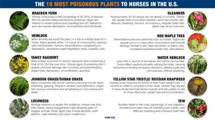 Is gunnera poisonous to horses
