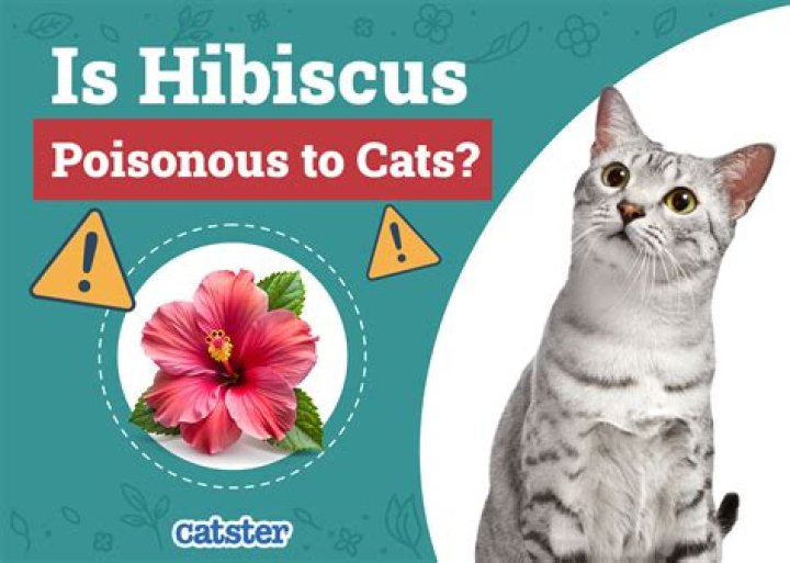 Is hibiscus poisonous to cats