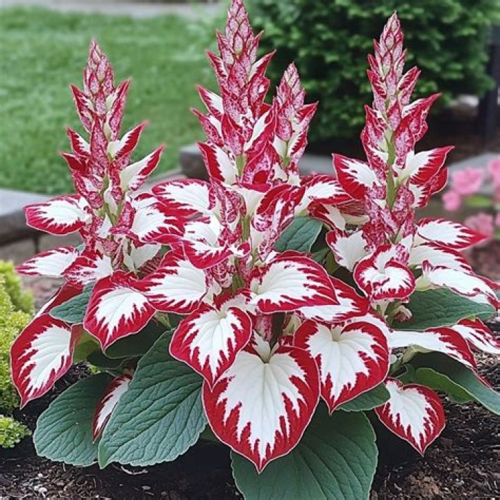 Is Hosta a annual or perennial