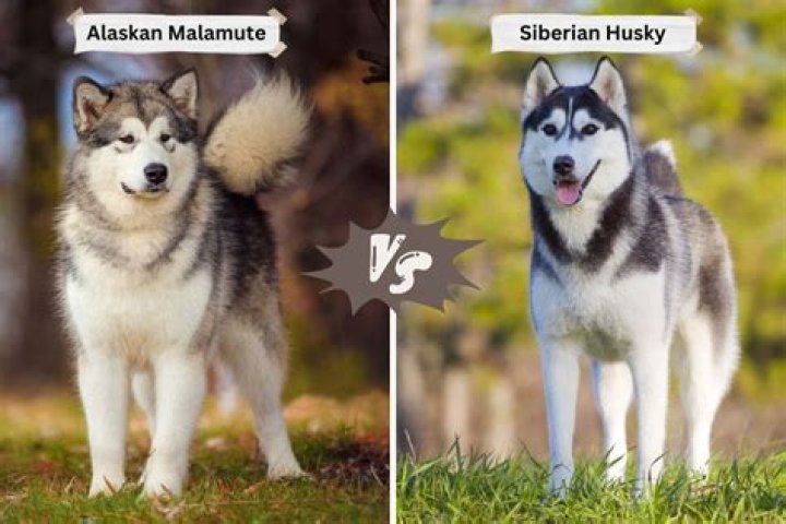 Is Husky a good brand for sockets