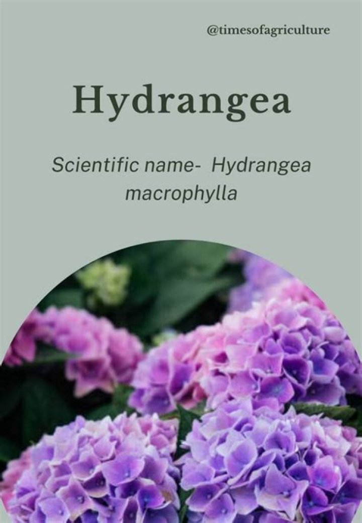 Is hydrangea flower expensive