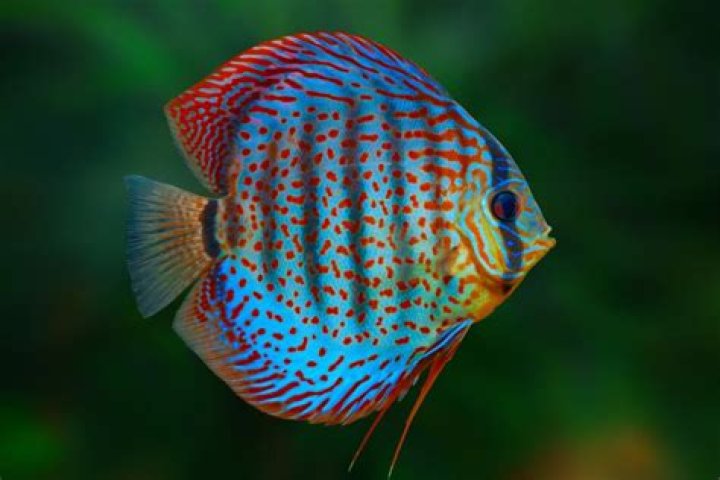 Is it hard to keep discus fish