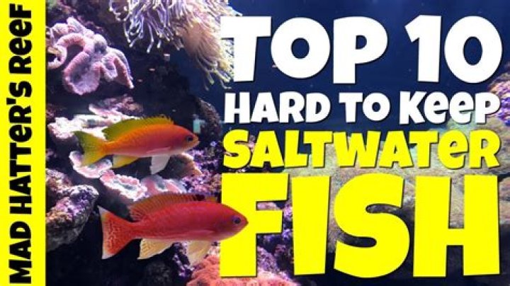 Is it hard to keep saltwater fish