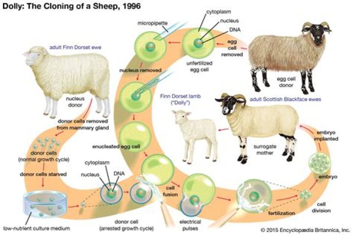 Is it illegal to clone animals