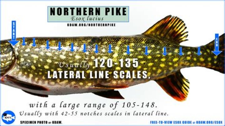 Is it legal to sell mammoth ivory