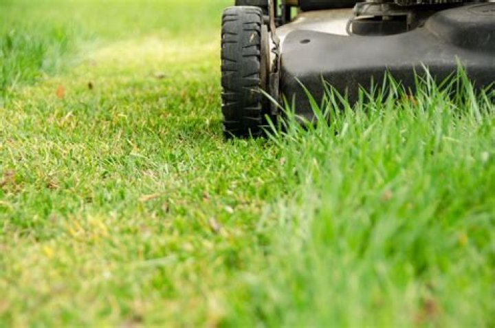 Is it OK to cut grass with dew