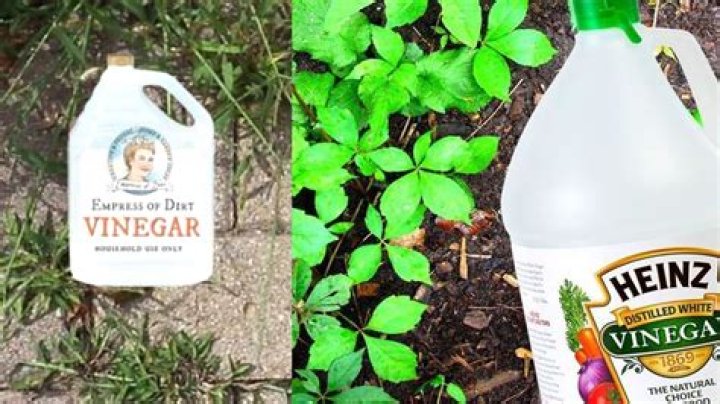 Is it OK to put vinegar on plants