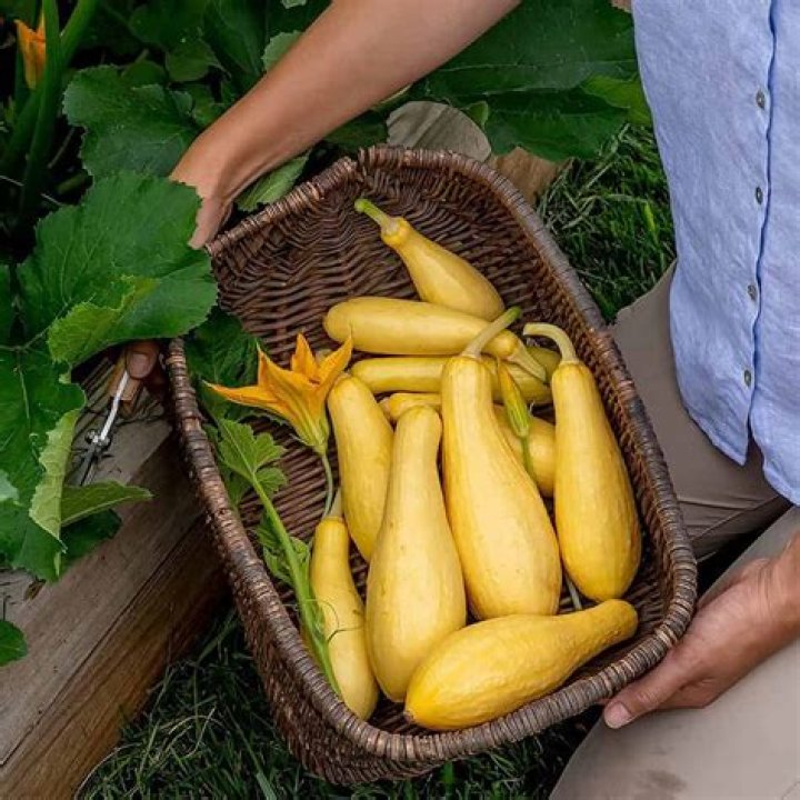 Is it safe to eat squash seeds