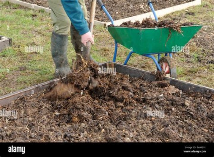 Is it safe to use cow manure in vegetable garden