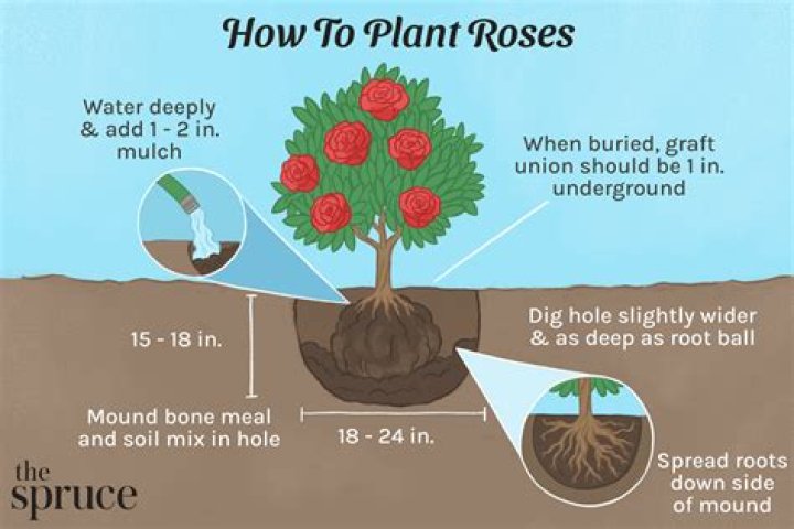 Is it too early to plant roses