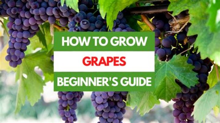 Is it too late to plant grapes