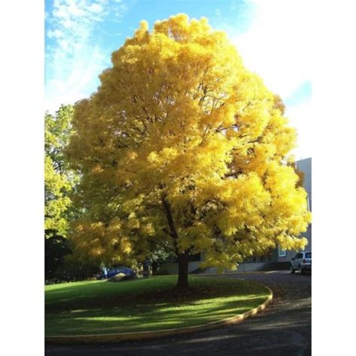 Is it worth planting ash trees