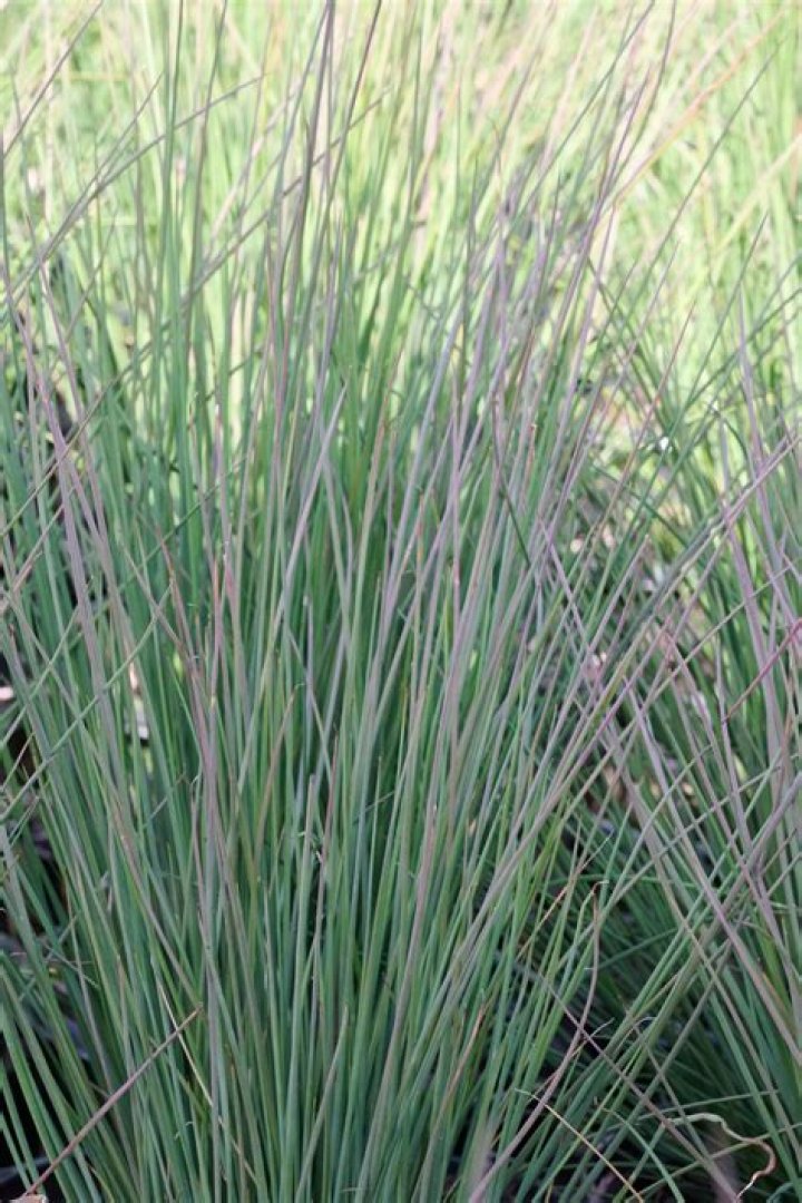Is juncus Blue Dart Evergreen