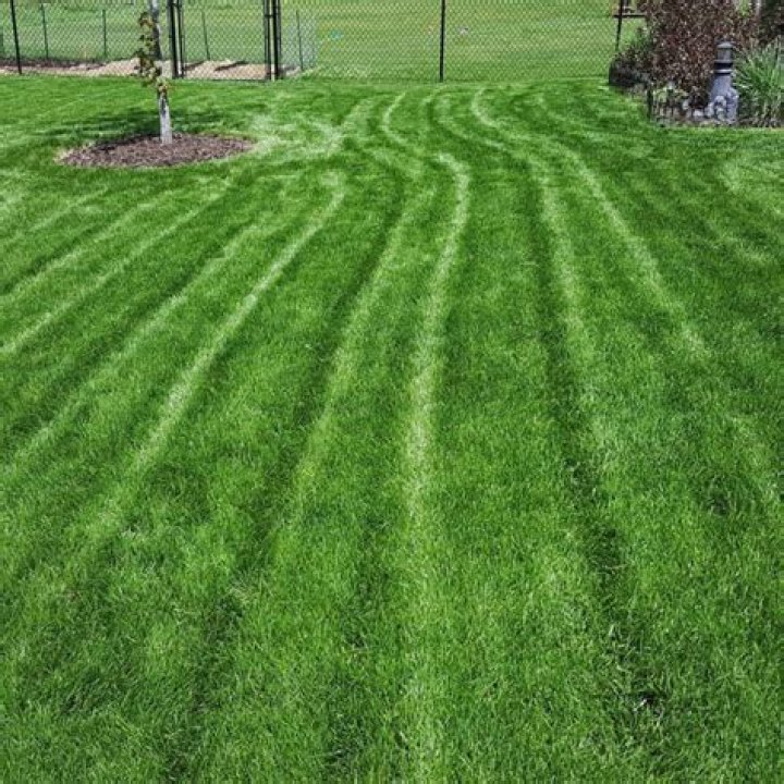 Is Kentucky bluegrass the best