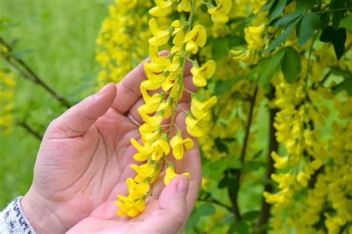 Is Laburnum poisonous to touch