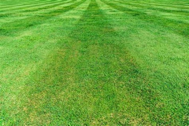 Is lawn striping bad for grass