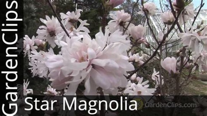 Is Magnolia stellata fast growing