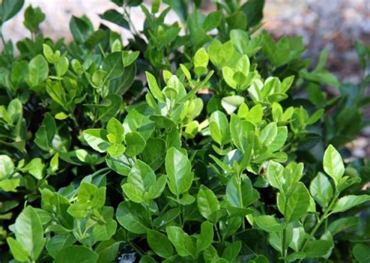 Is Manhattan euonymus invasive