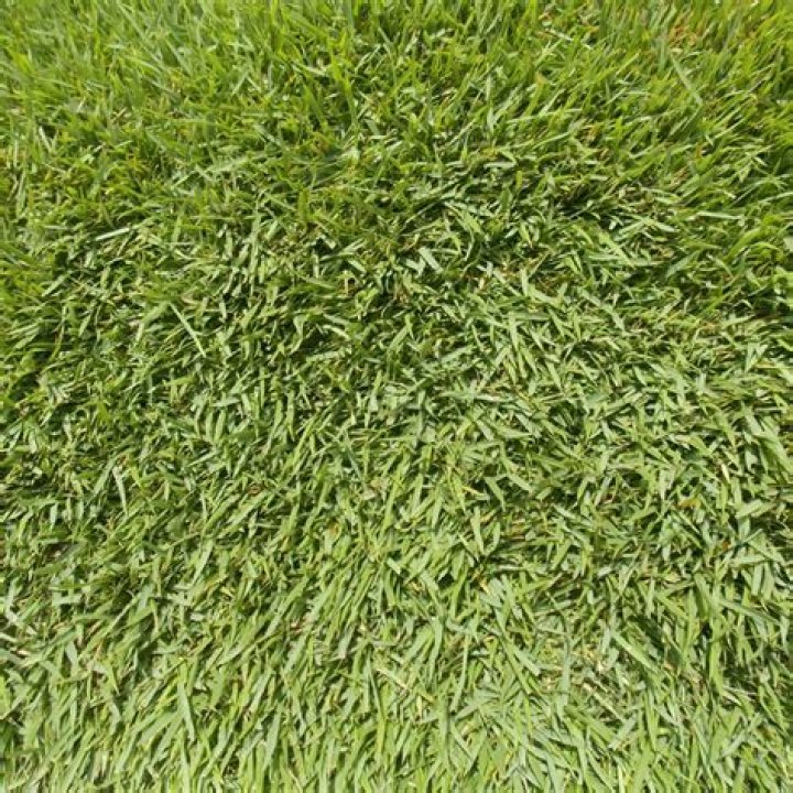 Is Meyer Zoysia shade tolerant