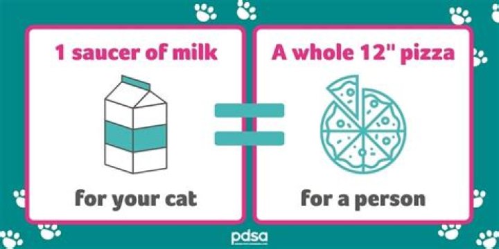 Is milk bad for cats and dogs