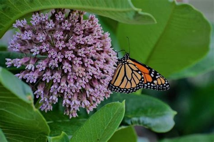 Is milkweed harmful to humans
