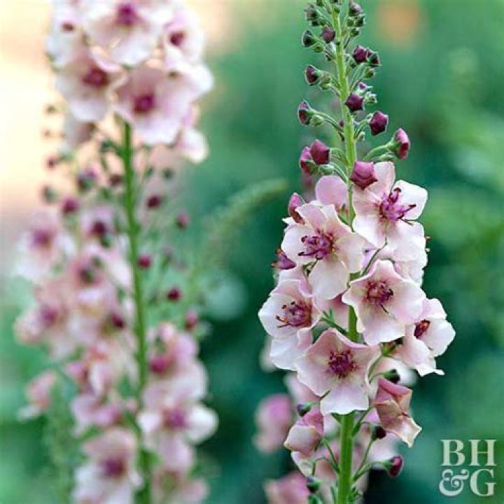 Is mullein perennial or annual