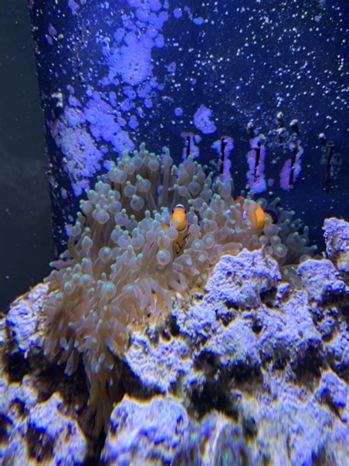 Is my bubble tip anemone dying