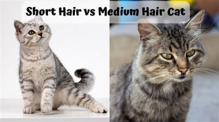 Is my cat short or medium hair