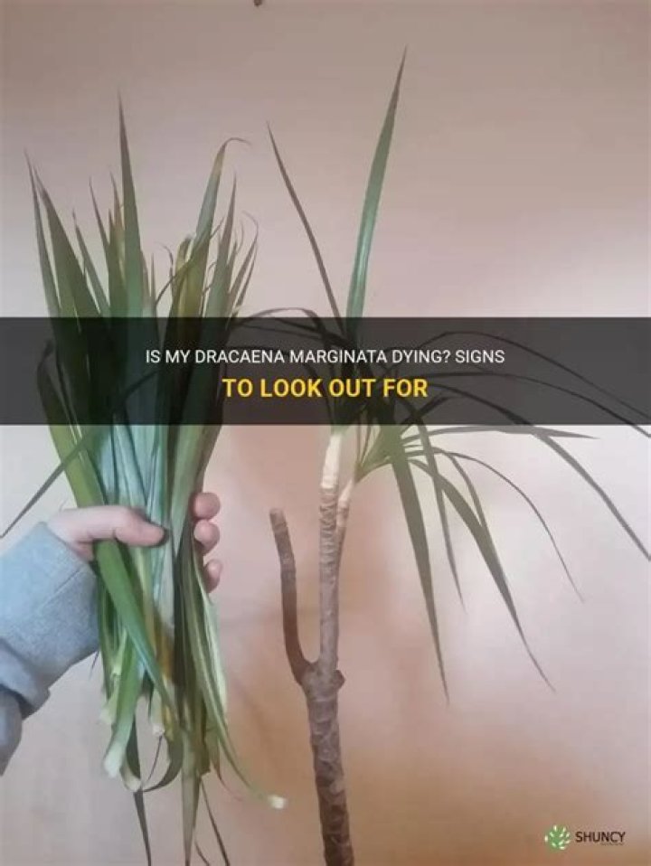 Is my dracaena marginata dying