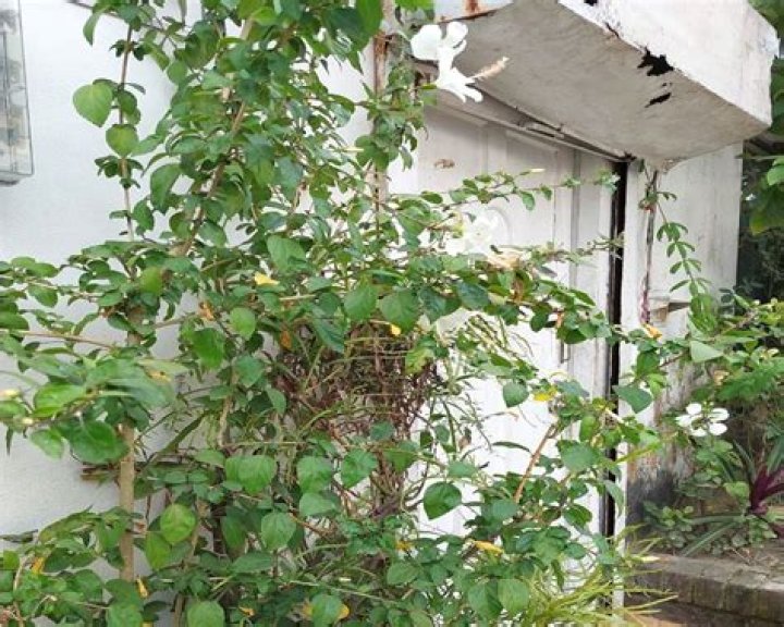 Is my hibiscus dead or dormant