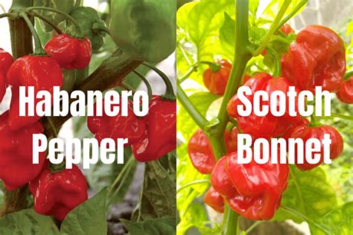 Is Naga the same as Scotch bonnet