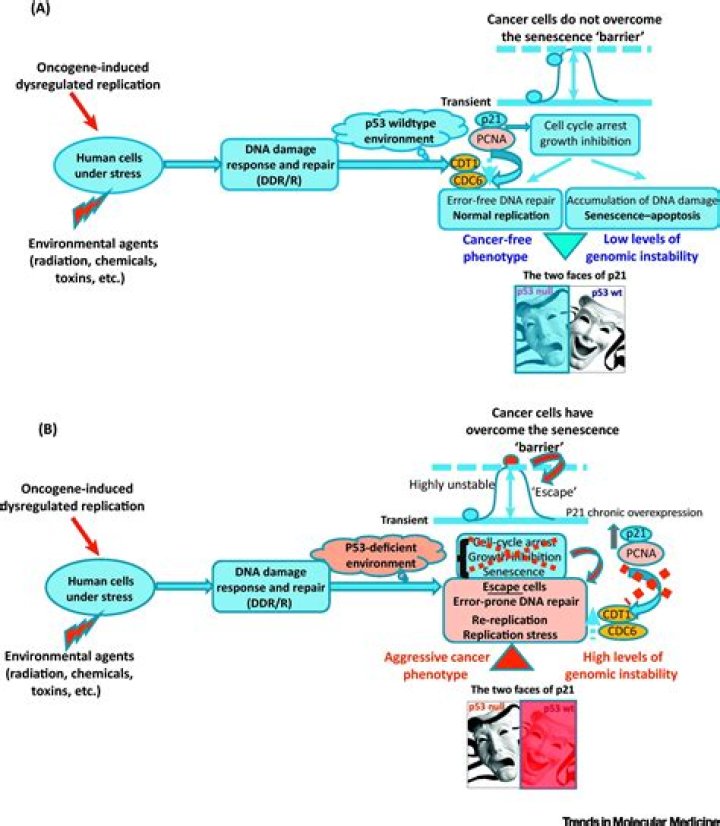 Is p21 the guardian of genome
