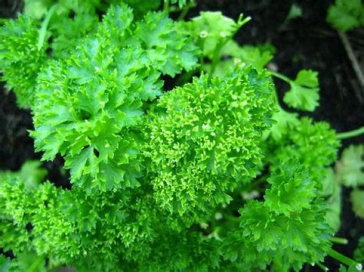 Is parsley bad for your liver