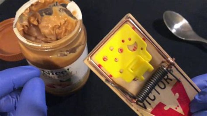 Is peanut butter good for mouse traps