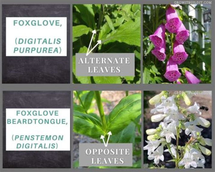 Is penstemon the same as foxglove